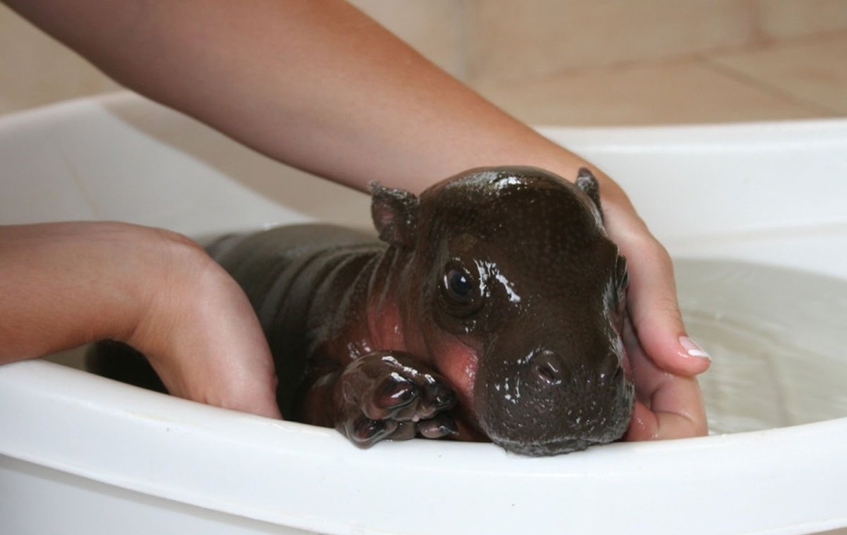 Критский карликовый Бегемот