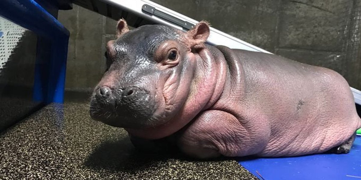 Мокрый Бегемотик