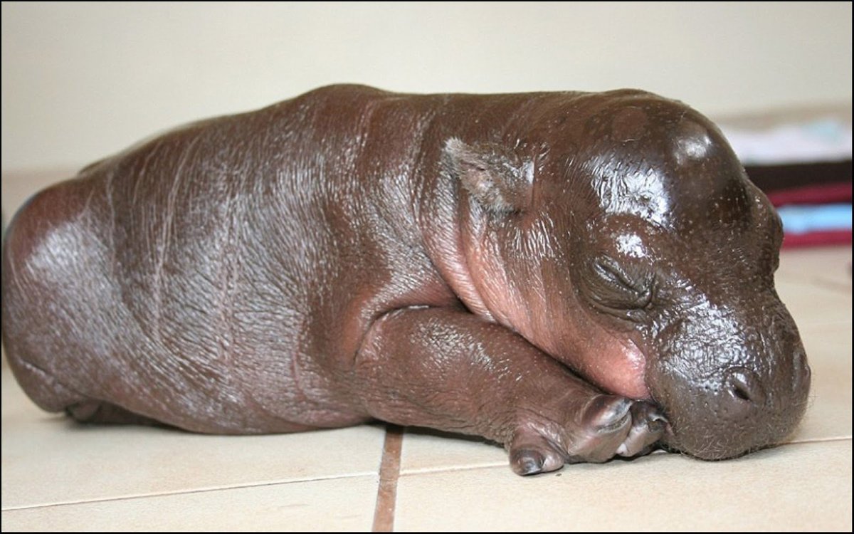 Бегемот фото