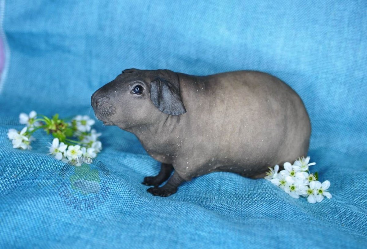 Бегемот Hippo игра