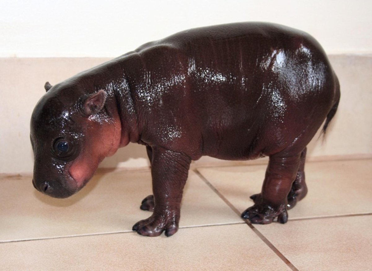 Мини бегемотики морские свинки