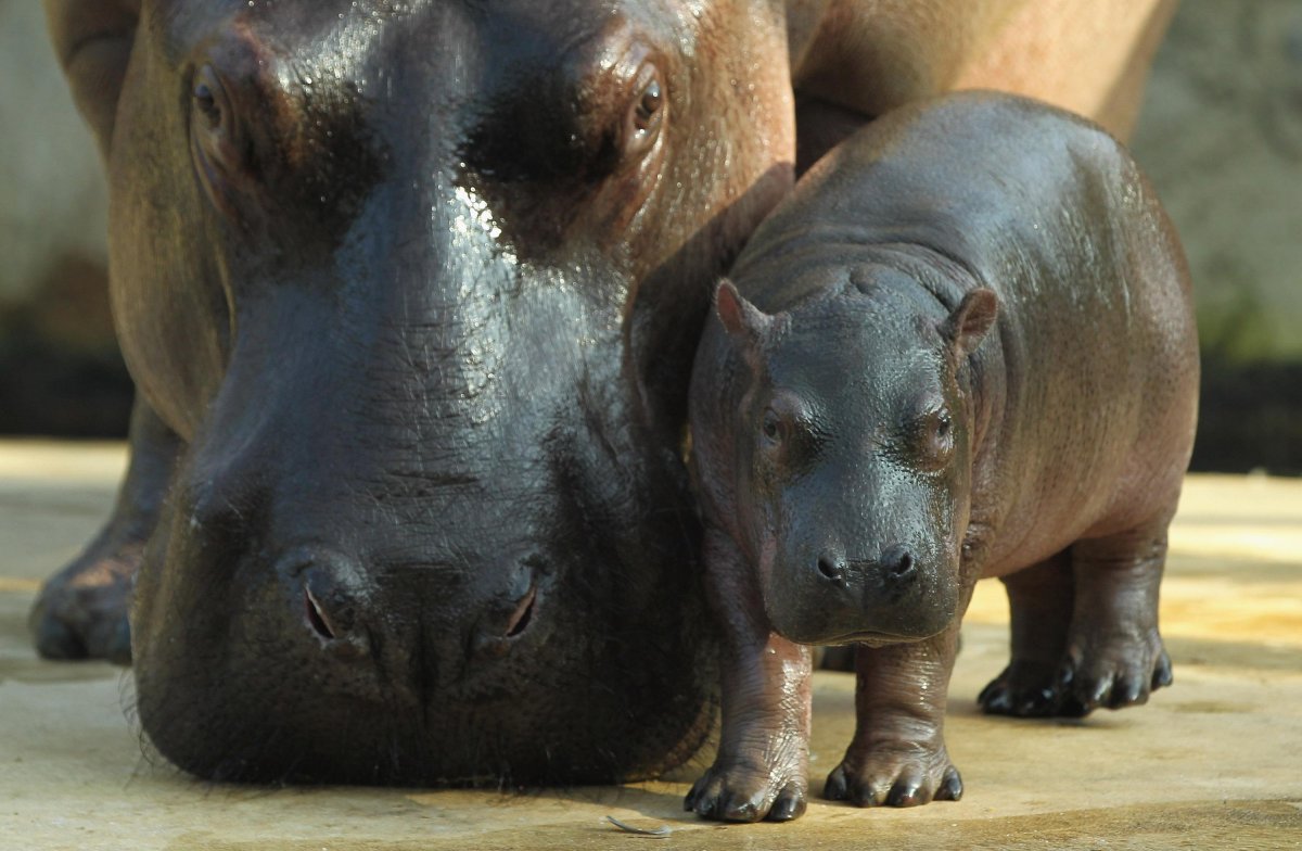 Критский карликовый Бегемот
