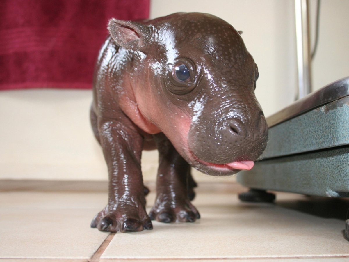 Бегемот в Московском зоопарке