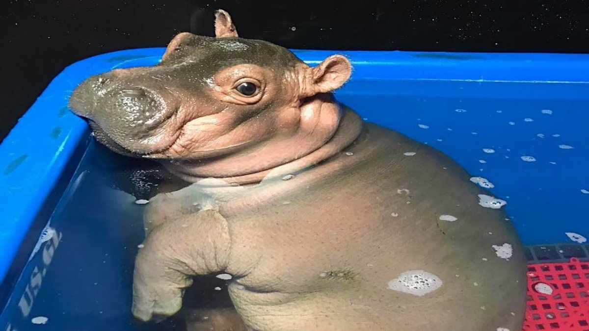 Бегемотиха Фиона