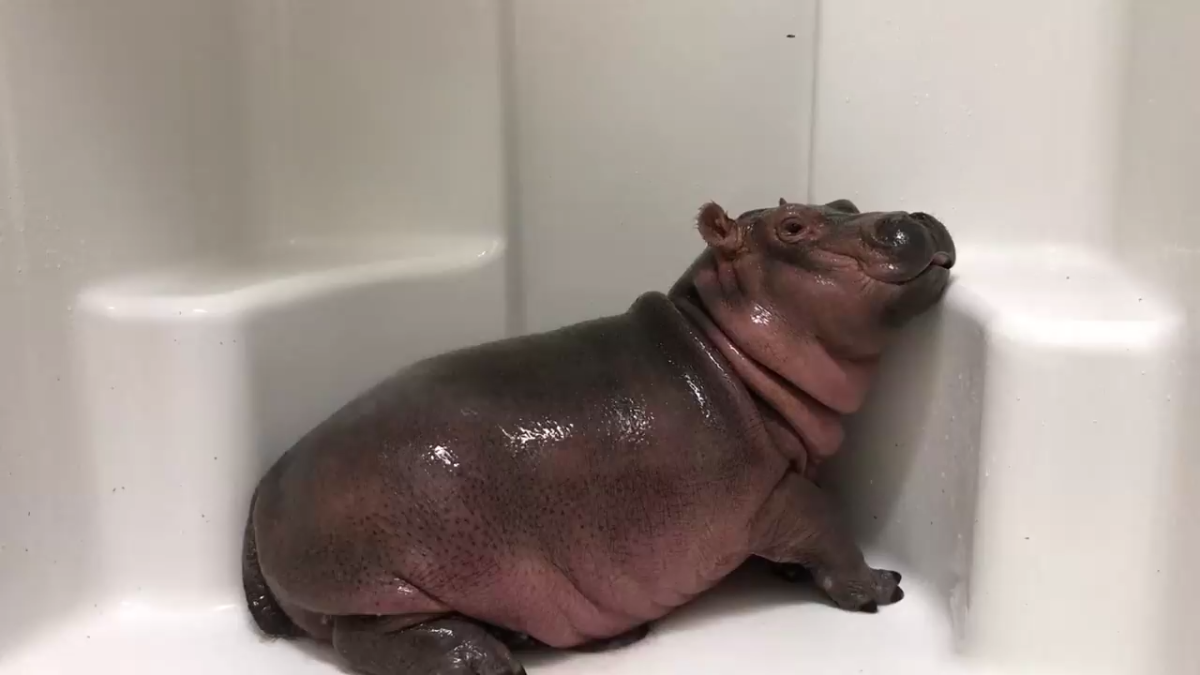 Бегемотиха Фиона