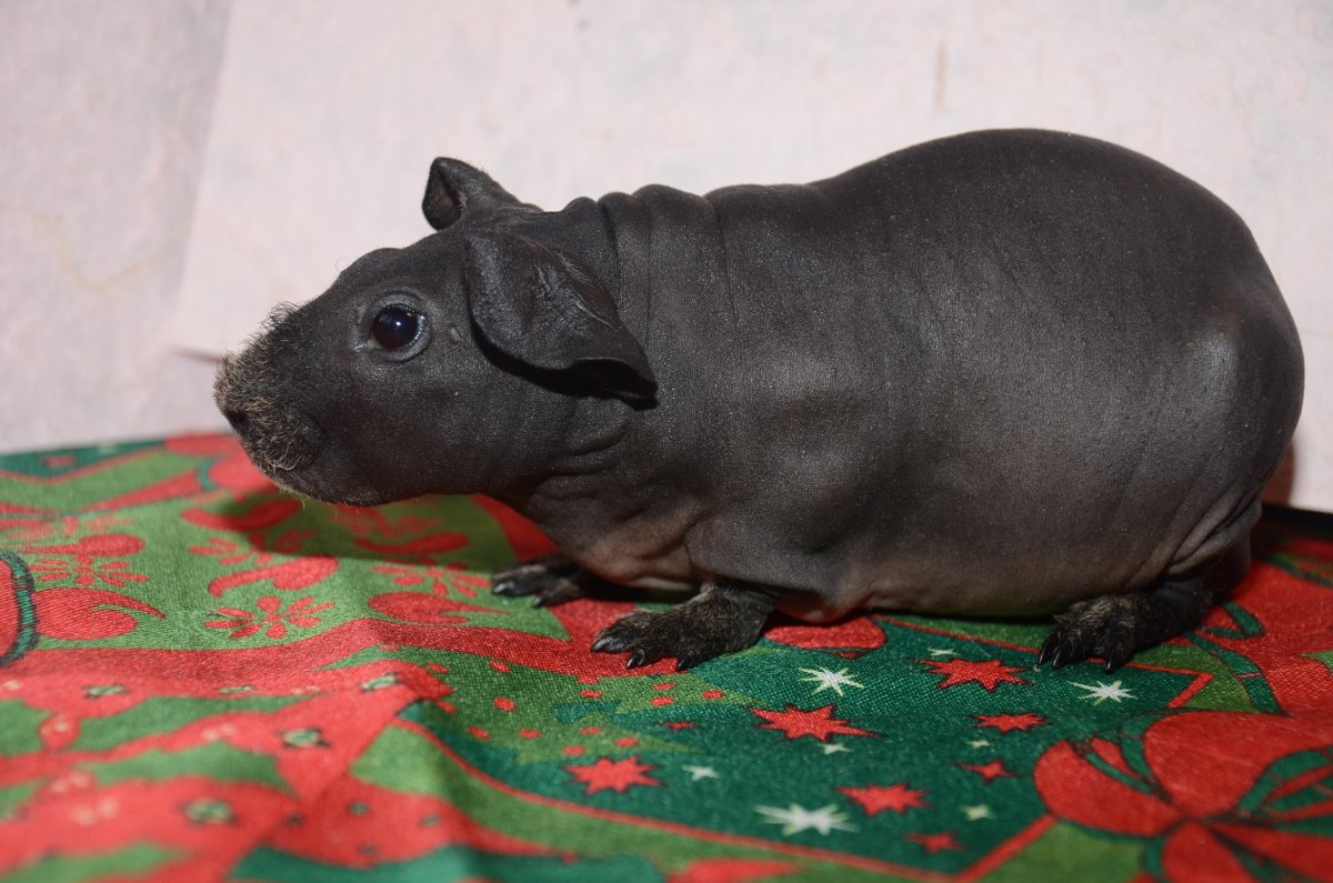 Бегемотик на прозрачном фоне для фотошопа