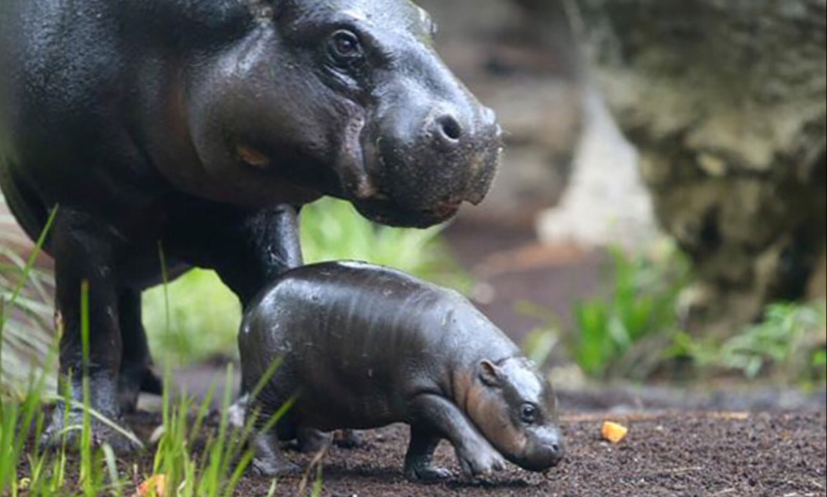 Карликовые бегемотики скинни