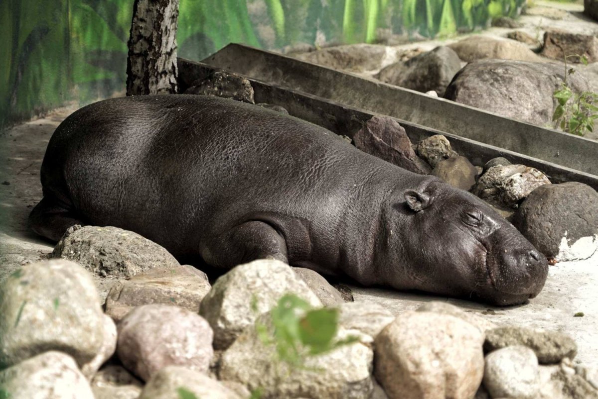 Карликовые бегемотики скинни