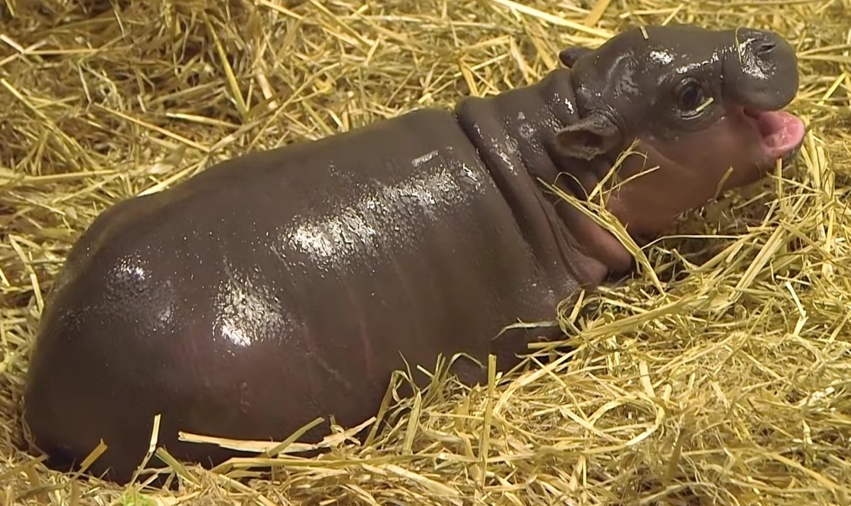 Морская Свинка скинни Бегемотик