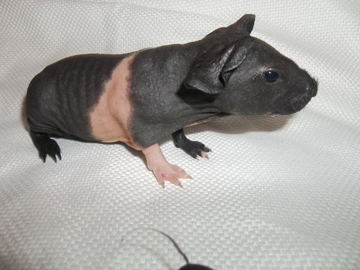 Мини бегемотик домашний