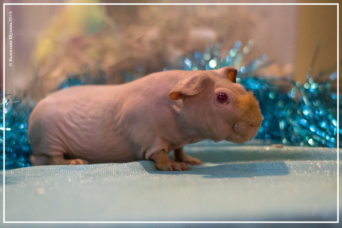 Карликовый Бегемот домашний