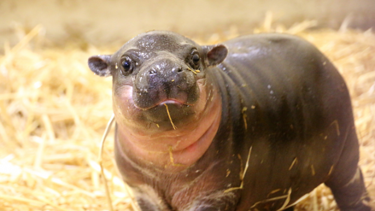 Карликовый Бегемот детеныш