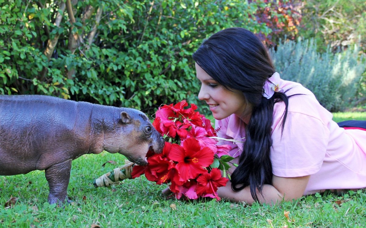 Карликовый Бегемот и человек