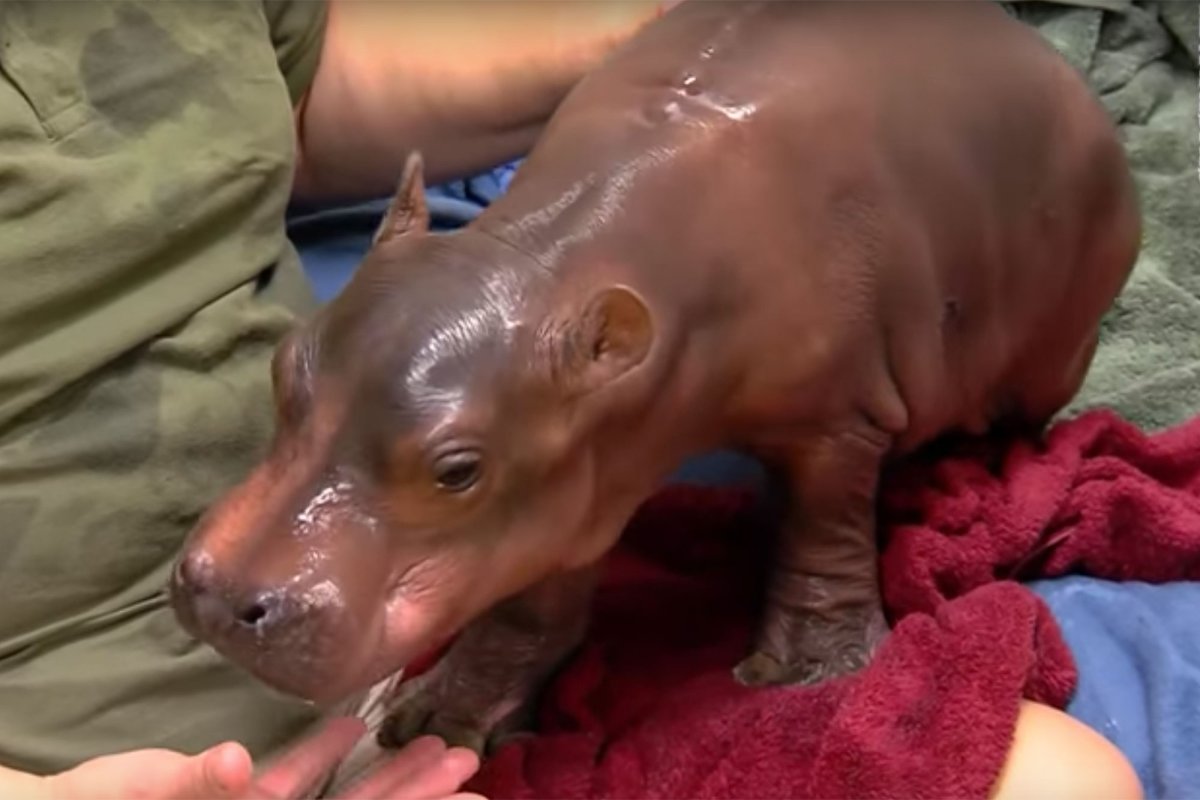 Лысая морская Свинка скинни