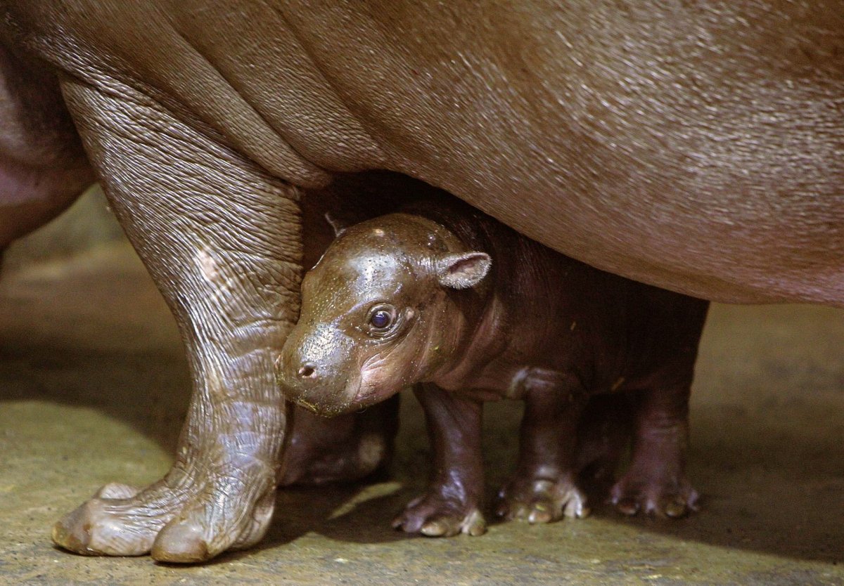 Карликовый Бегемот детеныш