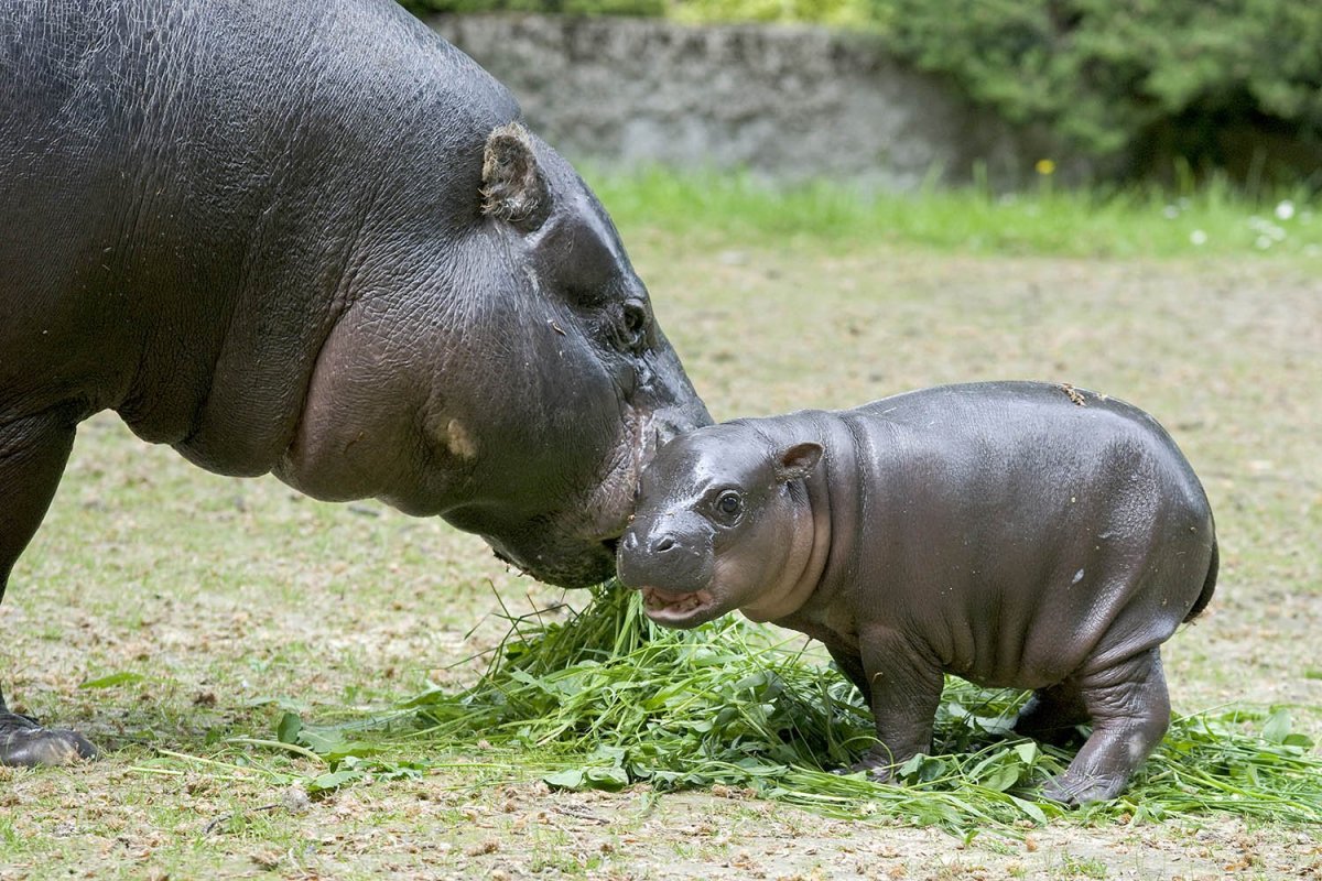 Мини Бегемотик