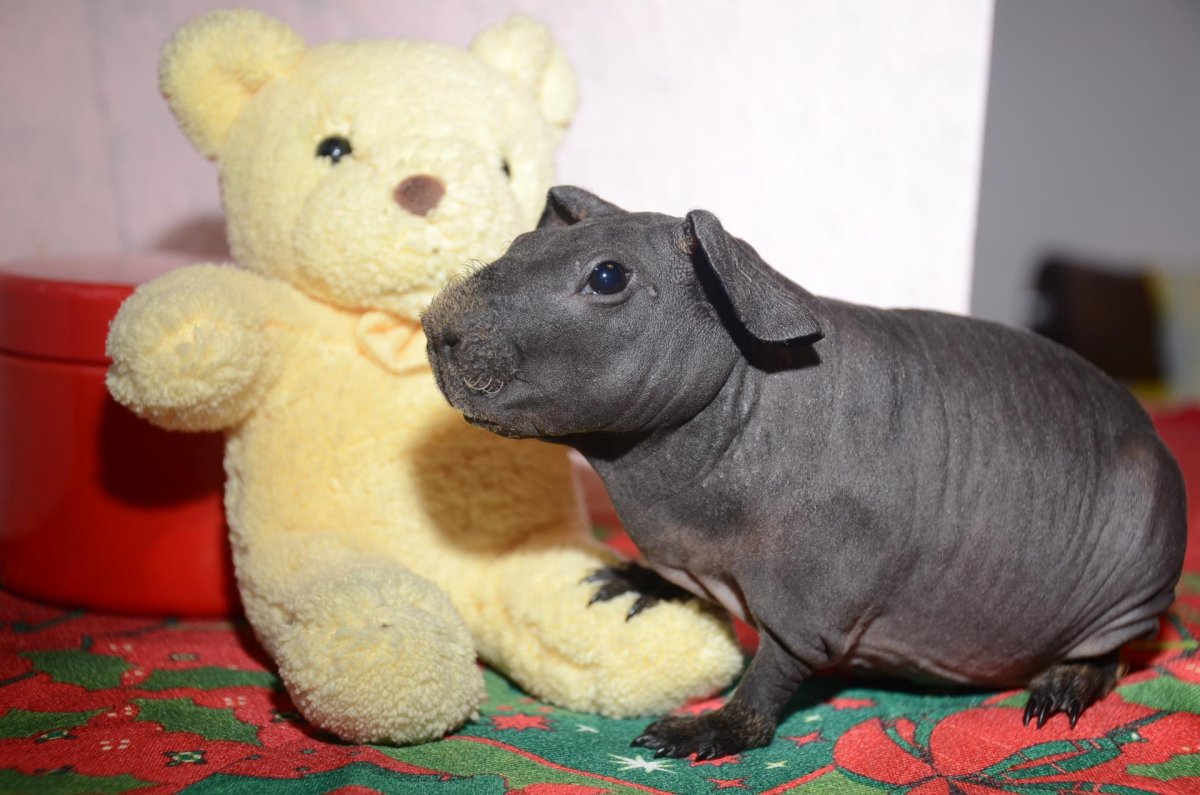 Морская Свинка скинни