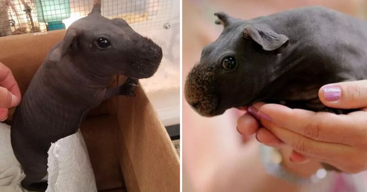 Мини бегемотики морские свинки