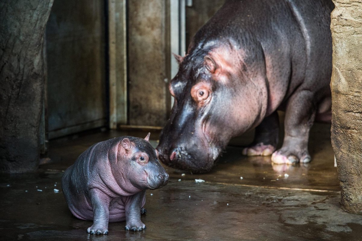 Обыкновенный Бегемот