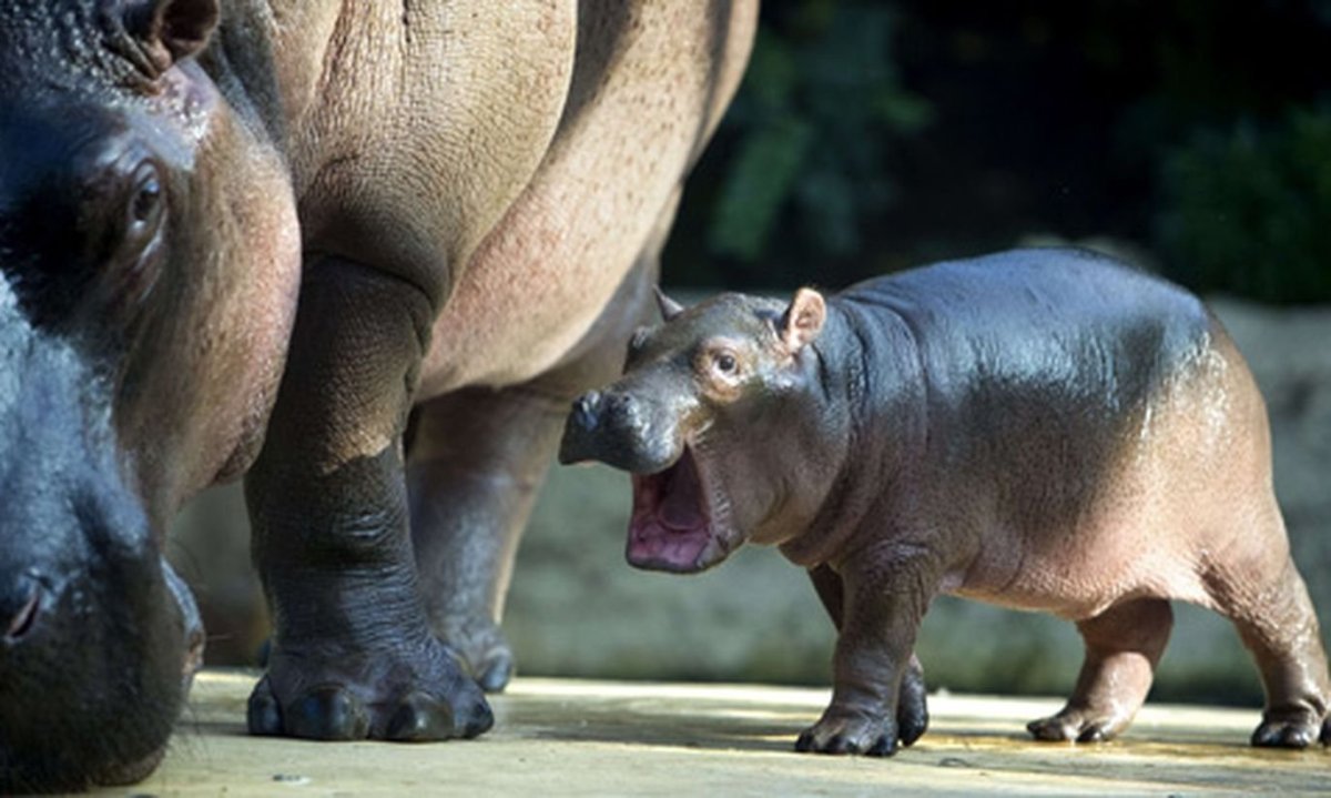 Бегемотик Фиона