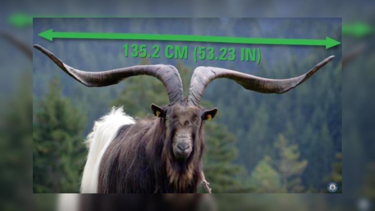 Козлы с большими рогами