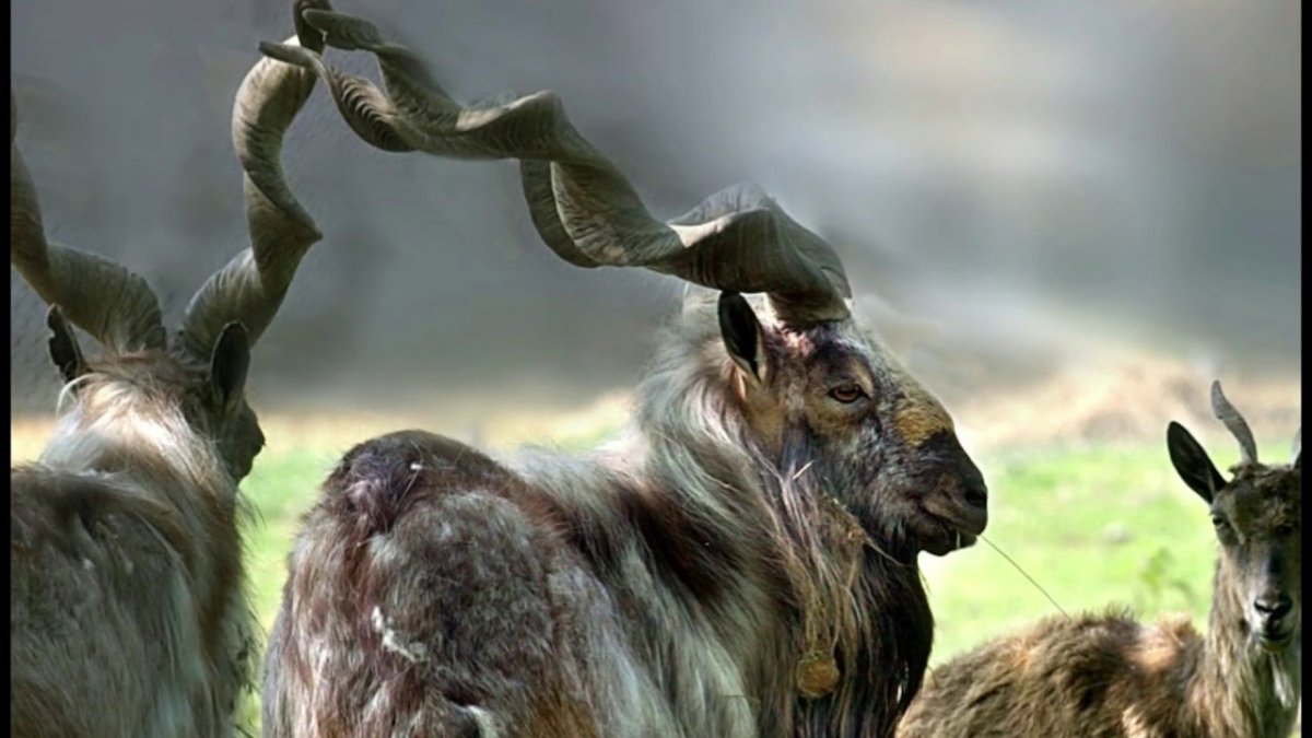 Козероги Ибекс