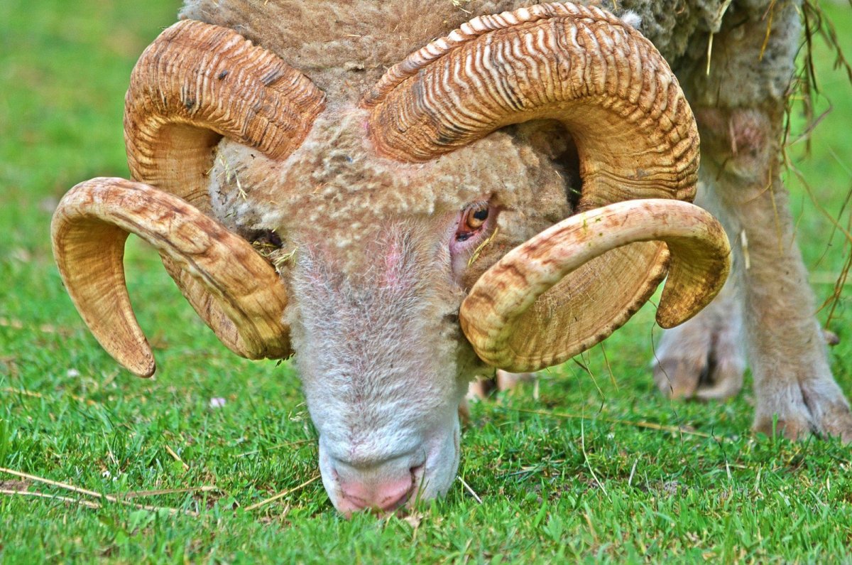 Винторогий козел в Московском зоопарке