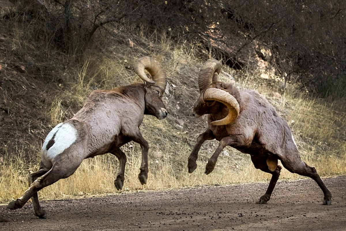 Большой козёл