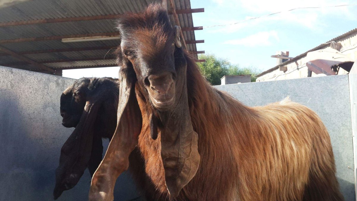 Дамасская коза Шами