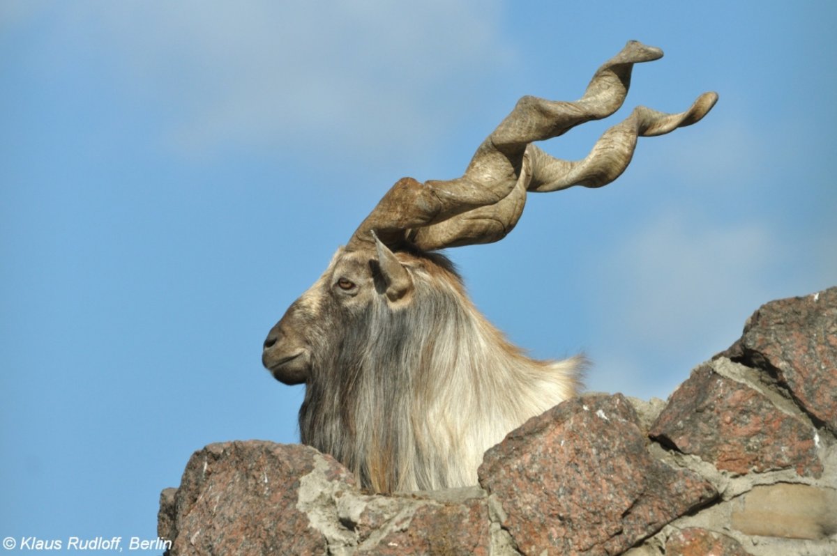 Винторогий олень