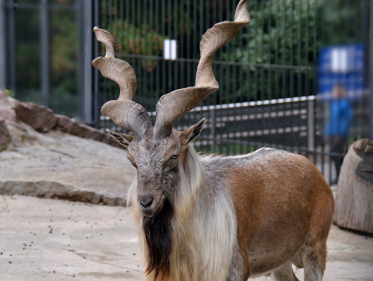 Винторогий козёл мархур