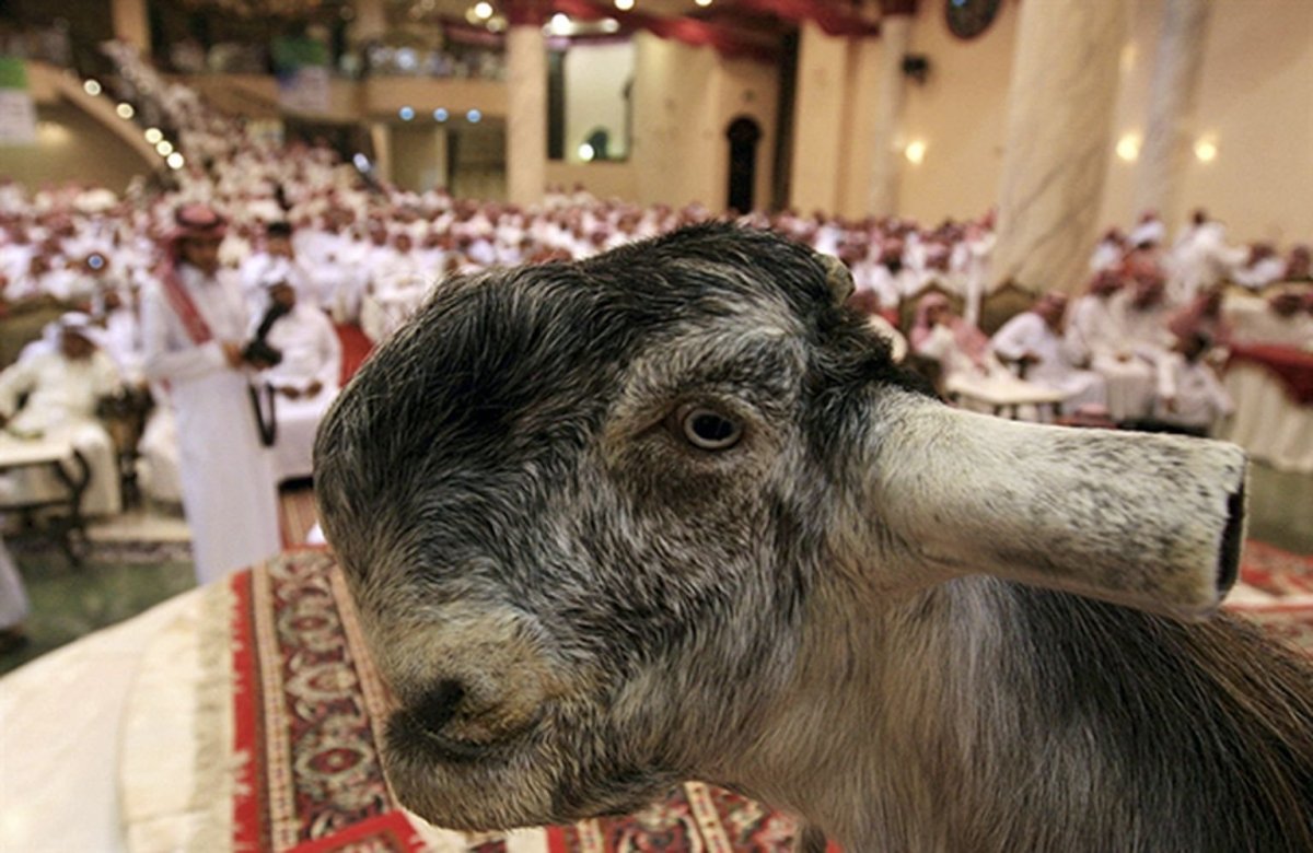 Дамасский козел породы Шами