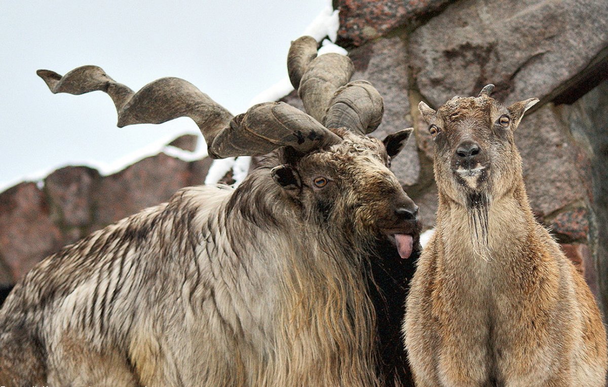 Винторогий козёл мархур