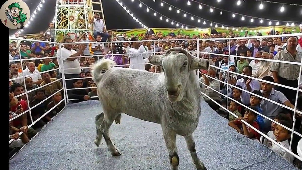 Порода гулаби