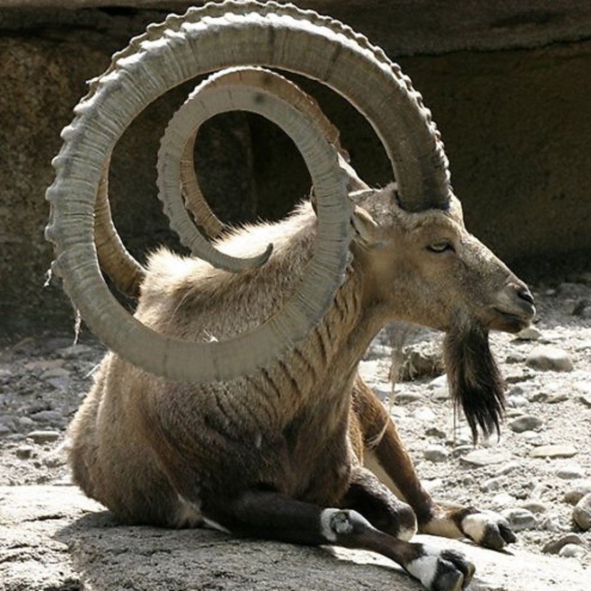 Лохтан баран