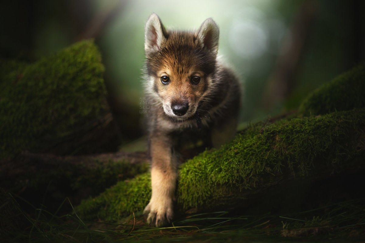 Бурый Волчонок