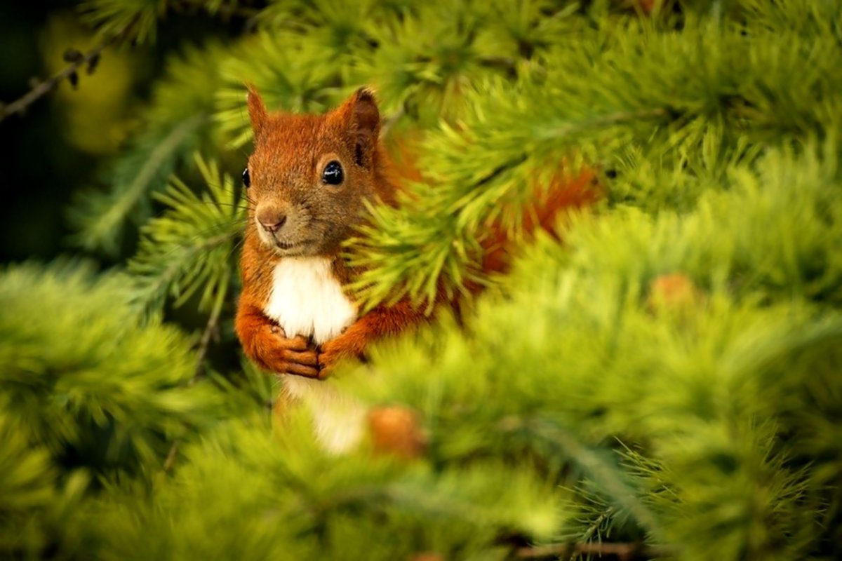 Белочка в лесу