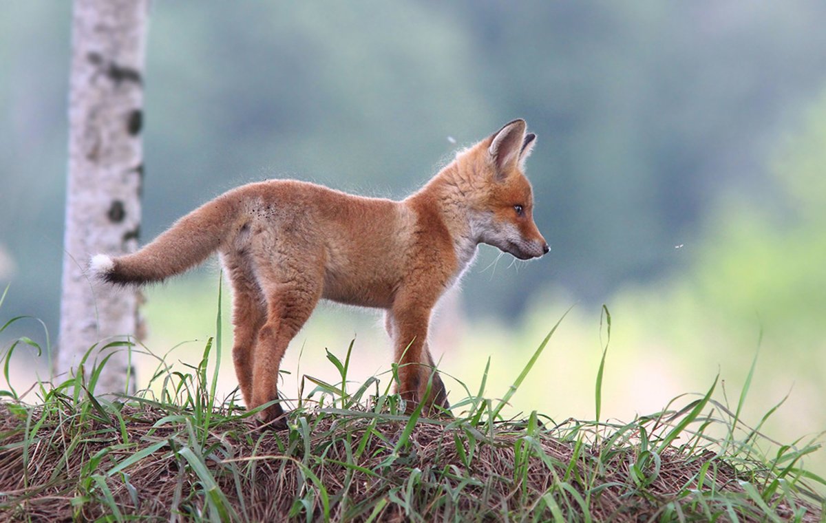 Лис лисица и Лисенок