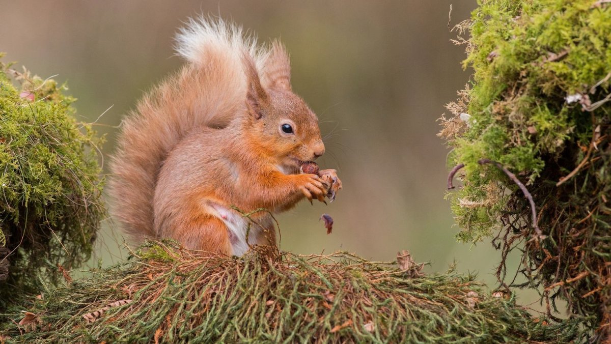 Белка зимой