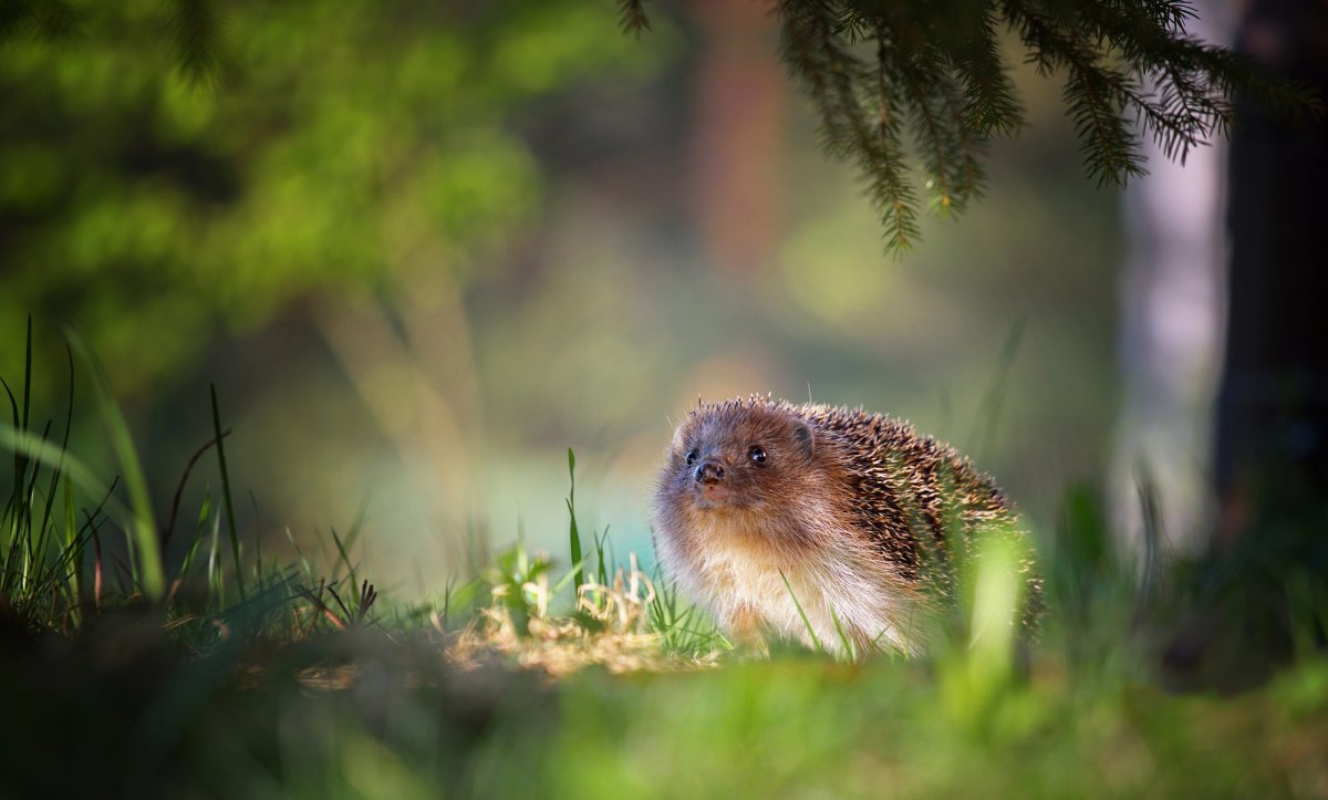 Ежик в лесу