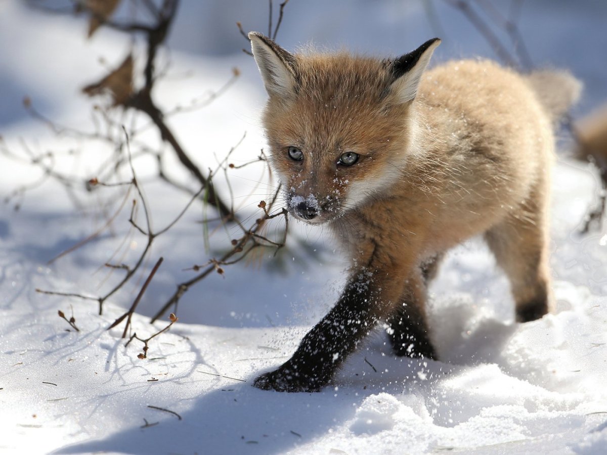 Лисица Сибирская