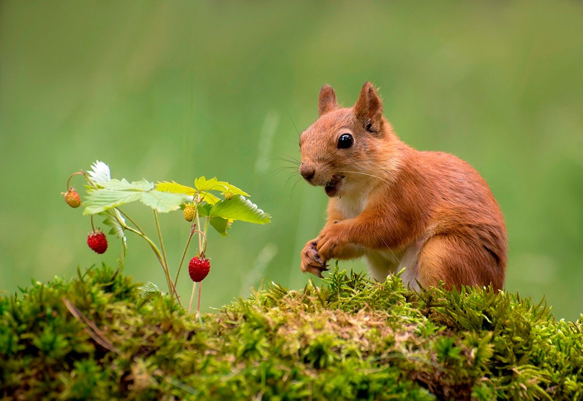 Желтогорлая белка
