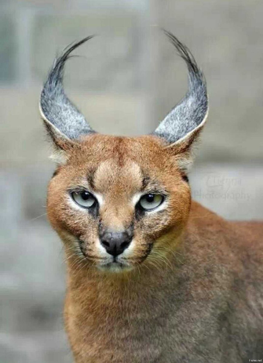 Каракал Нефертити