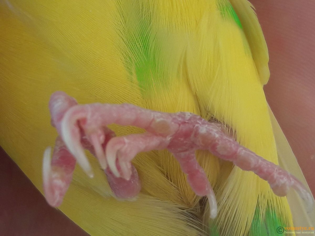 Лапы волнистого попугая