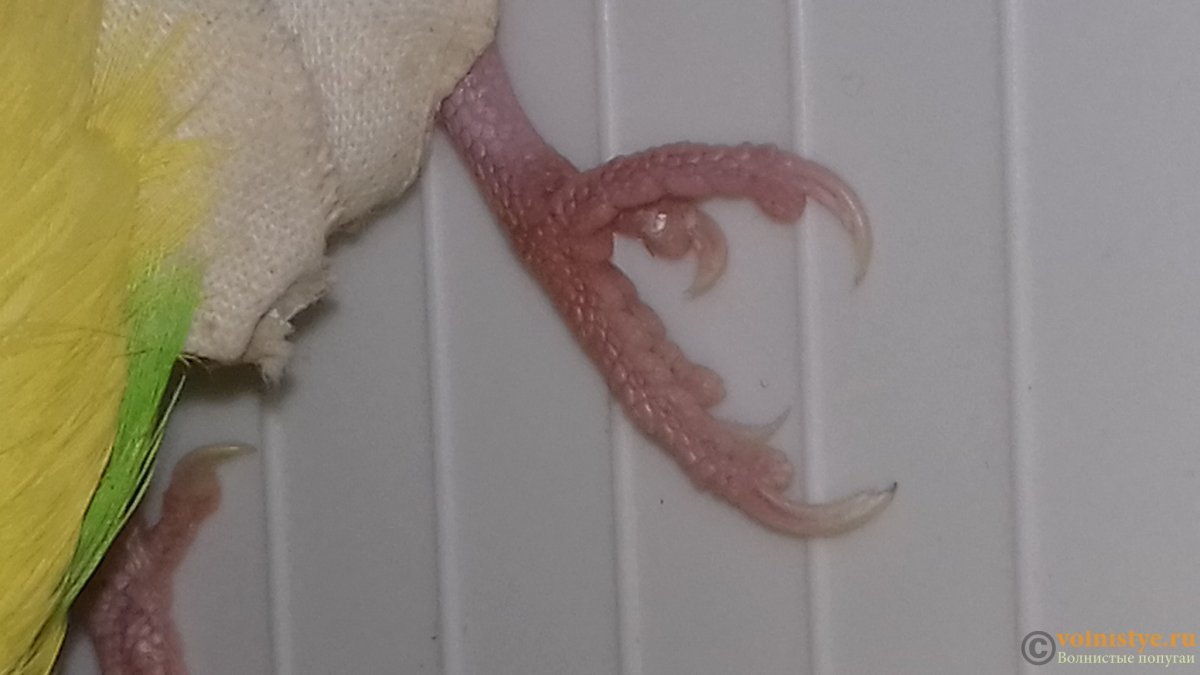 Лапы попугая