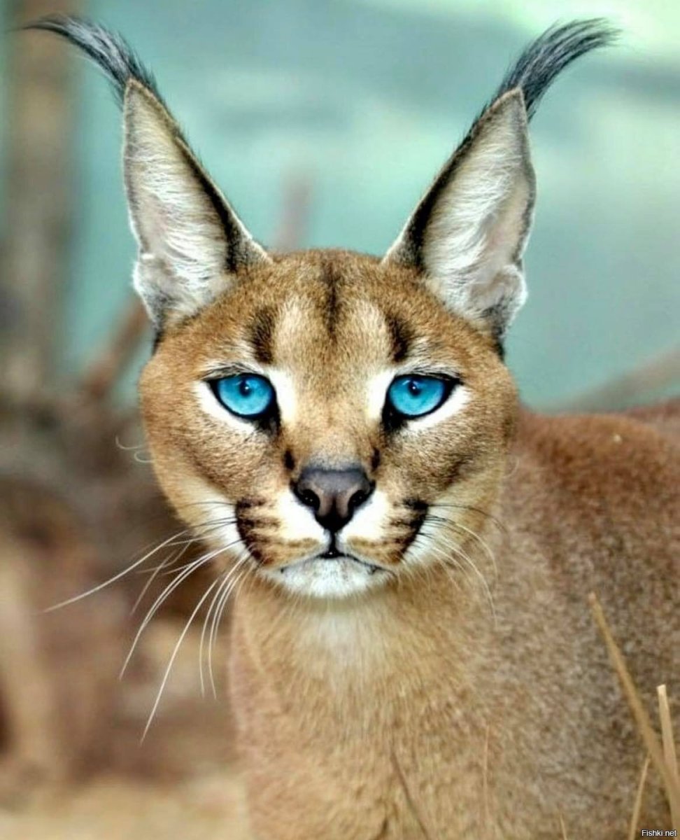 Каракет кошка