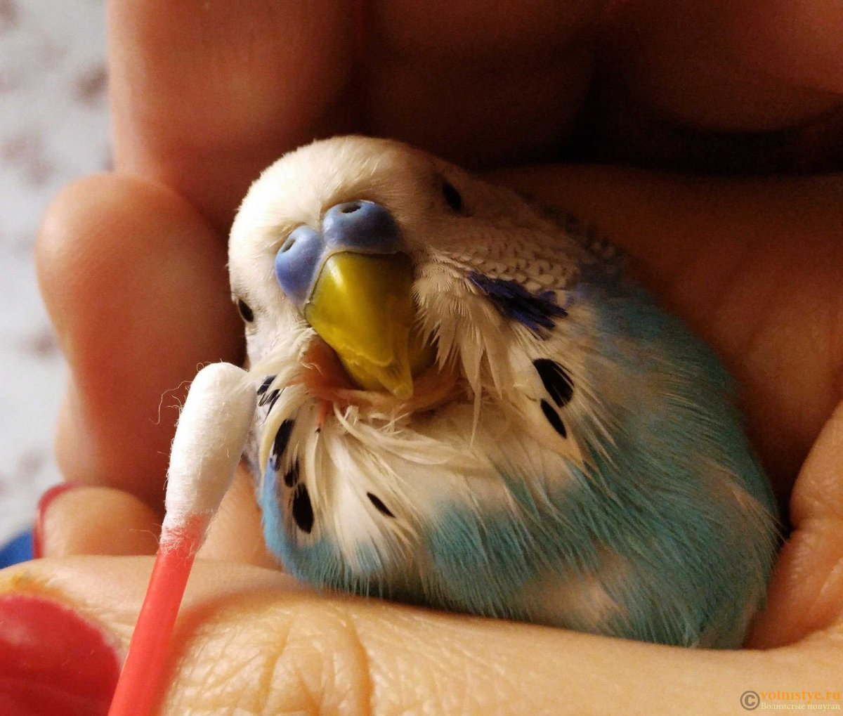 Волнистый попугай домашний