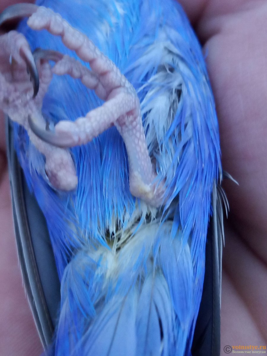 Лапы волнистого попугая