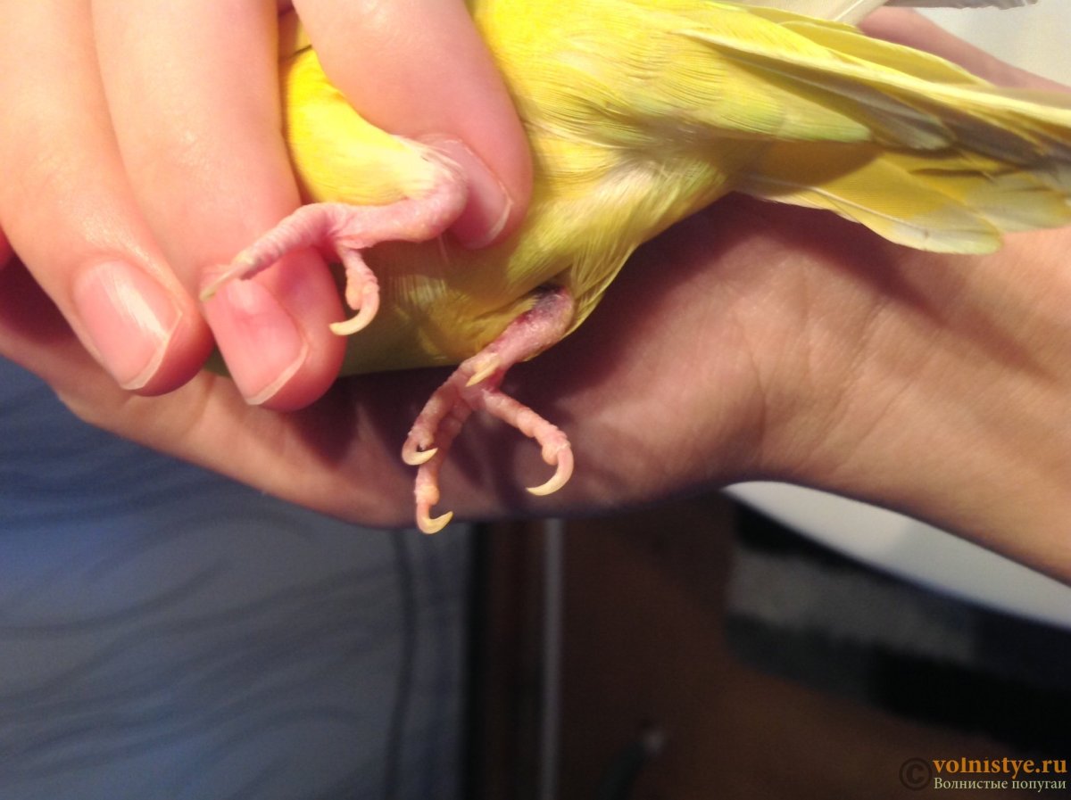 Здоровые лапы волнистого попугая