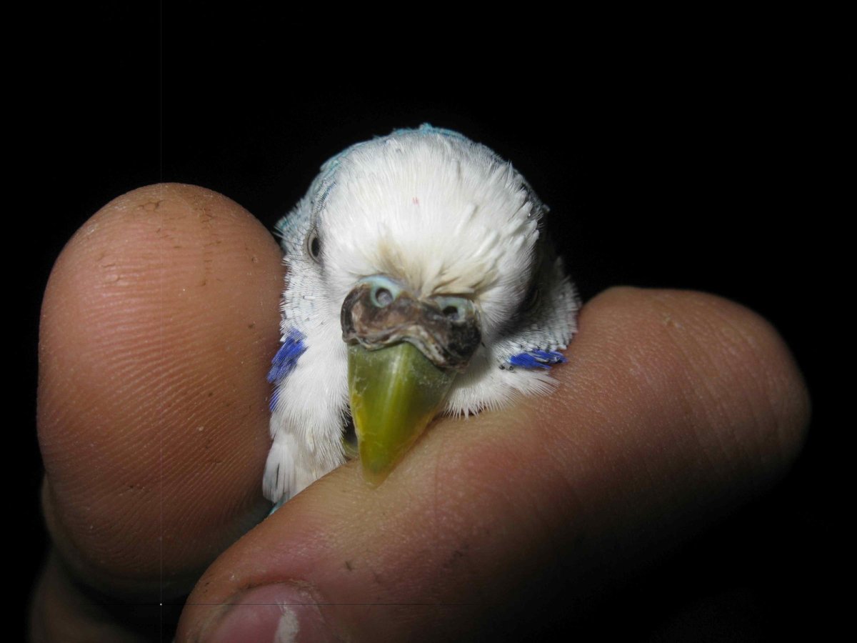 Здоровые лапки у волнистых попугаев